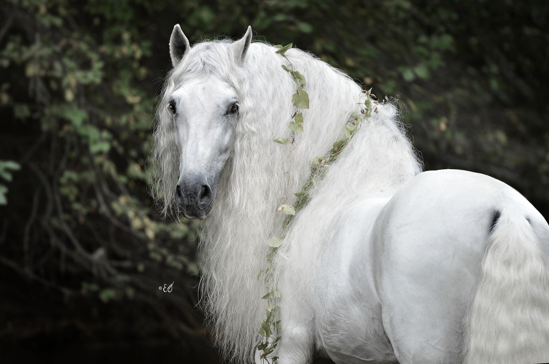 Andalusian stallion by Emmy Eriksson